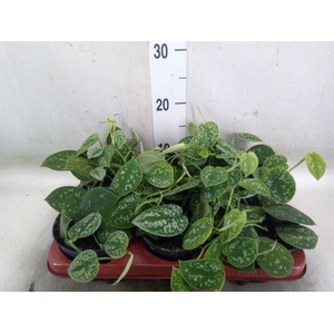 Scindapsus pictus 'Argyraeus'