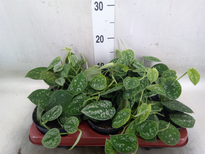<h4>Scindapsus pictus 'Argyraeus'</h4>