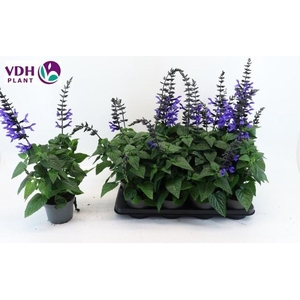 SALVIA BLACK & BLOOM