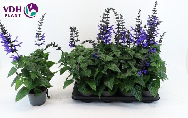 <h4>SALVIA BLACK & BLOOM</h4>