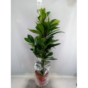 Ficus cyathistipula