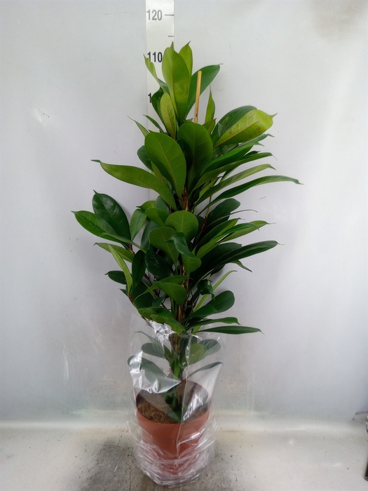 <h4>Ficus cyathistipula</h4>