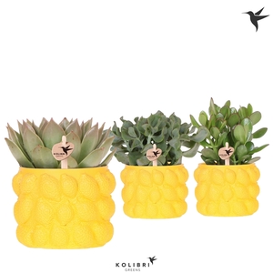 Kolibri Greens Succulenten mix in Citrus pot yellow