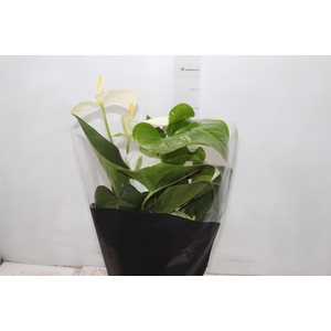 ANTHURIUM ALASKA P17 PREMIUM
