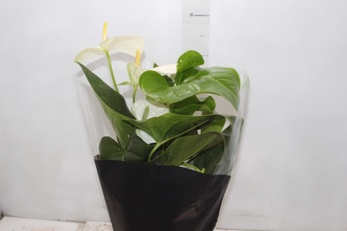 <h4>ANTHURIUM ALASKA P17 PREMIUM</h4>