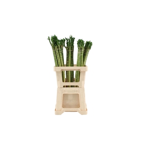 Lucky Tiger Bamboo Recht 60
