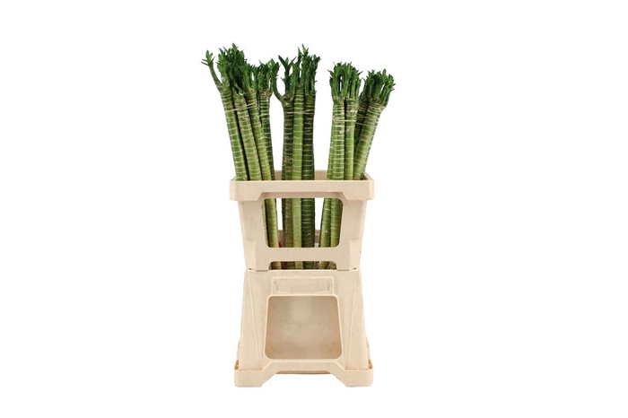<h4>Lucky Tiger Bamboo Recht 60</h4>