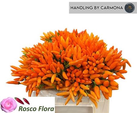 <h4>Capsicum Orange Fire</h4>