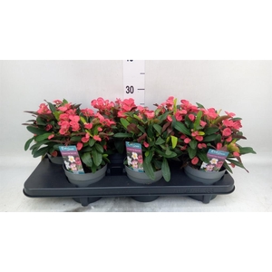 Euphorbia milii 'Maxi Olympia'
