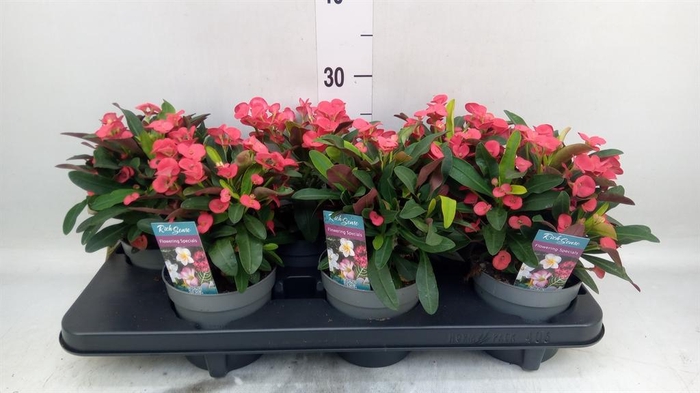 <h4>Euphorbia milii 'Maxi Olympia'</h4>