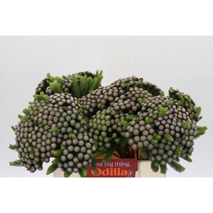 Kaaps Groen Albiflora