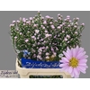Aster Claudia