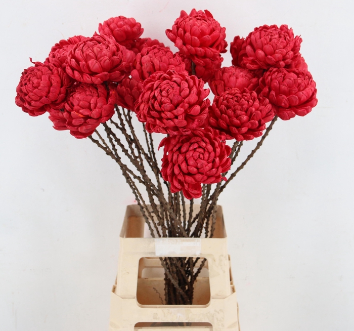 <h4>HUIS EN TUINDECO H%</h4>