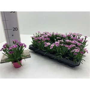 Dian Di Pink Kisses Pot 6cm