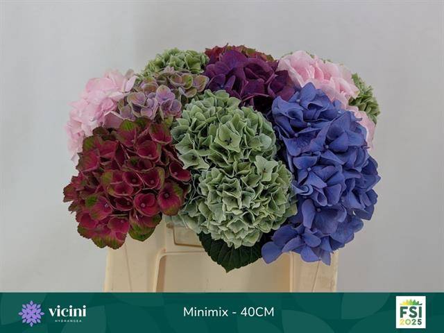 <h4>Hydr Mini Mix 40 cm Vicini</h4>