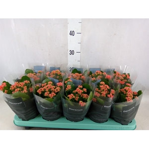Kalanchoe blos. 'Serenity Salmon'