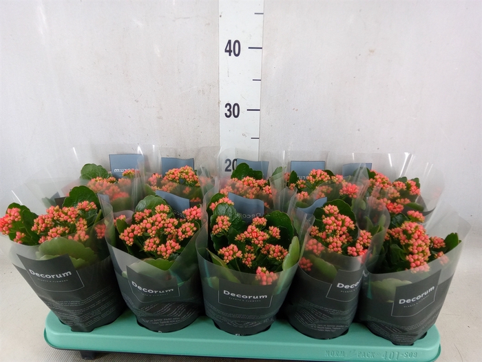 <h4>Kalanchoe blos. 'Serenity Salmon'</h4>