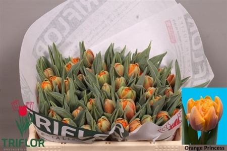 <h4>Tu Du Orange Princes</h4>
