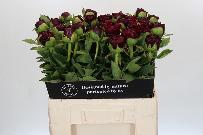 Paeonia Old Faithful