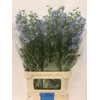 DELPH BEL BALKLEID LIGHT BLUE 60CM