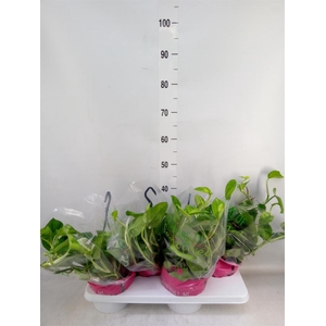 Epipremnum pinn. 'Global Green'