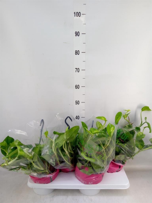 <h4>Epipremnum pinn. 'Global Green'</h4>