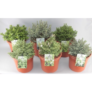 Hebe Mix C5 kleinbladig