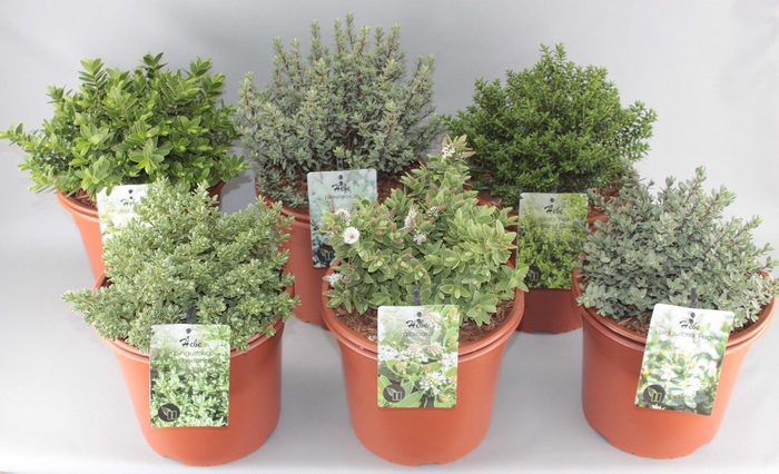 <h4>Hebe Mix C5 kleinbladig</h4>