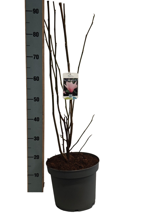 <h4>MAGN HEAVEN SCENT</h4>