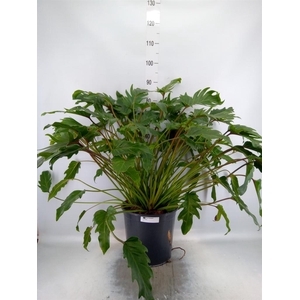 Philodendron xanadu