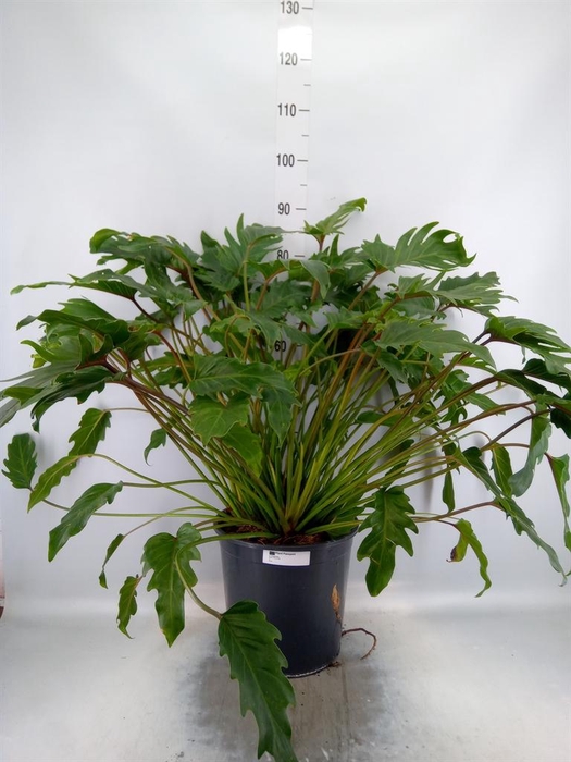 <h4>Philodendron xanadu</h4>