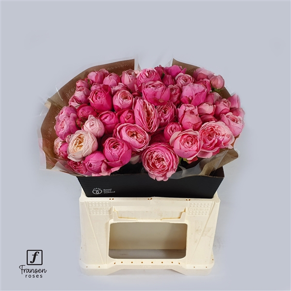 <h4>R TR Silva Pink 40cm</h4>