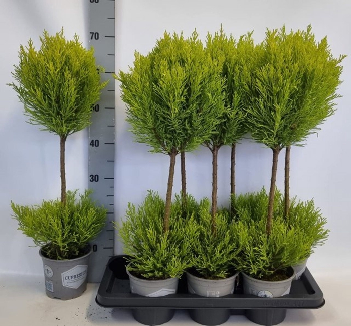 <h4>Cupressus macr. Goldcrest</h4>