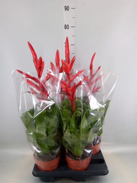 <h4>Tillandsia  'Naomi'</h4>