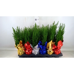 Chamaecyparis laws. 'Ellwoodii'