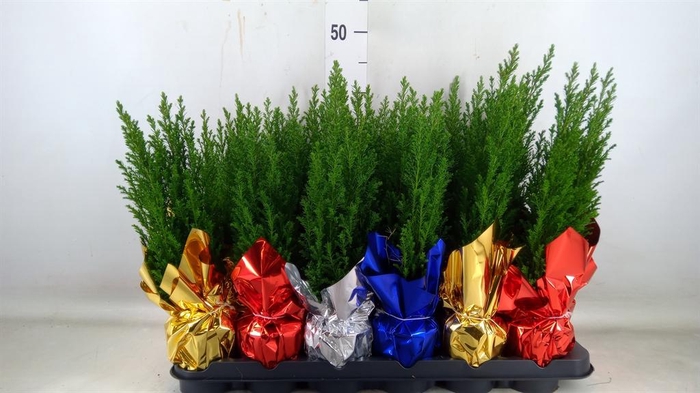 <h4>Chamaecyparis laws. 'Ellwoodii'</h4>