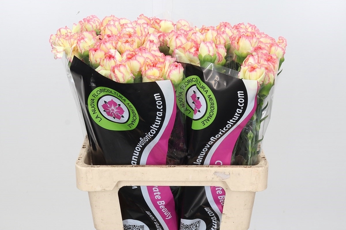 Dianthus St Poirot Giallo