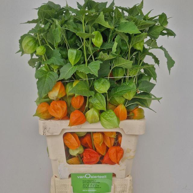 <h4>PHYSALIS LAMPION TAK</h4>