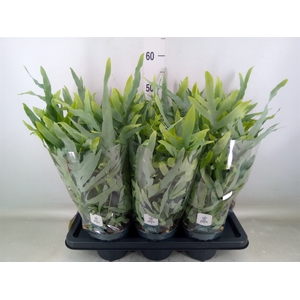 Phlebodium aureum 'Blue Star'