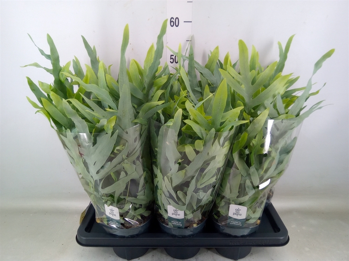 <h4>Phlebodium aureum 'Blue Star'</h4>