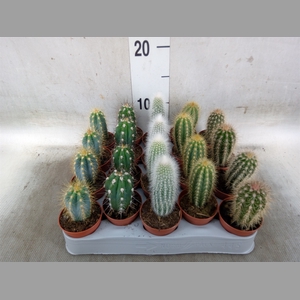 Cereus   ...