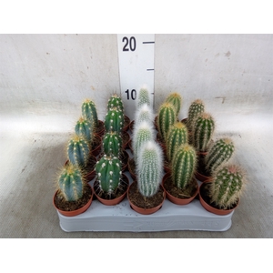 Cereus   ...