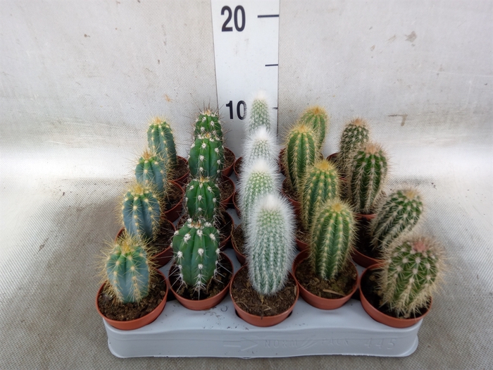 <h4>Cereus   ...</h4>