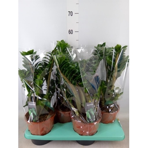 Zamioculcas zamiifolia 'Zenzi'