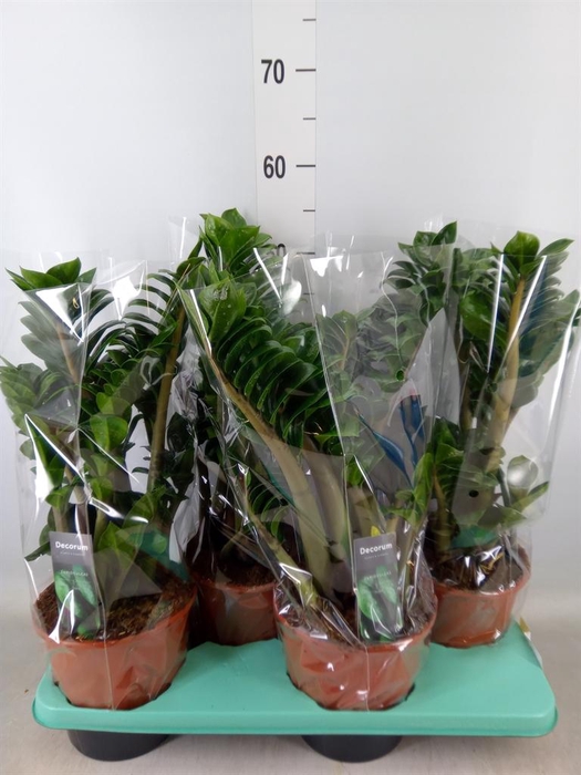 <h4>Zamioculcas zamiifolia 'Zenzi'</h4>