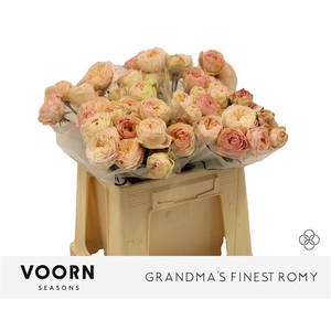 Rosa spray grandma's finest romy