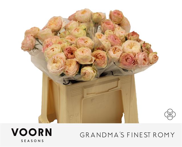 <h4>Rosa spray grandma's finest romy</h4>