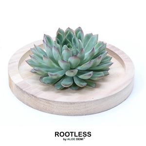 ROOTLESS Echeveria pulidonis, wooden bowl