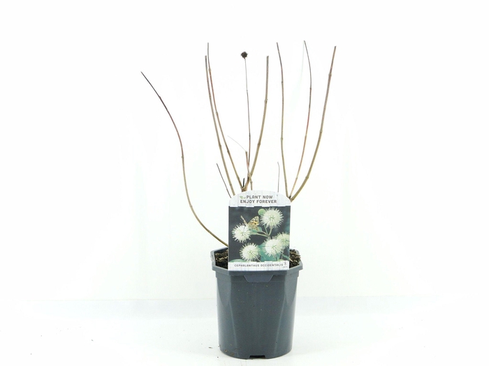 <h4>Cephalanthus occidentalis</h4>