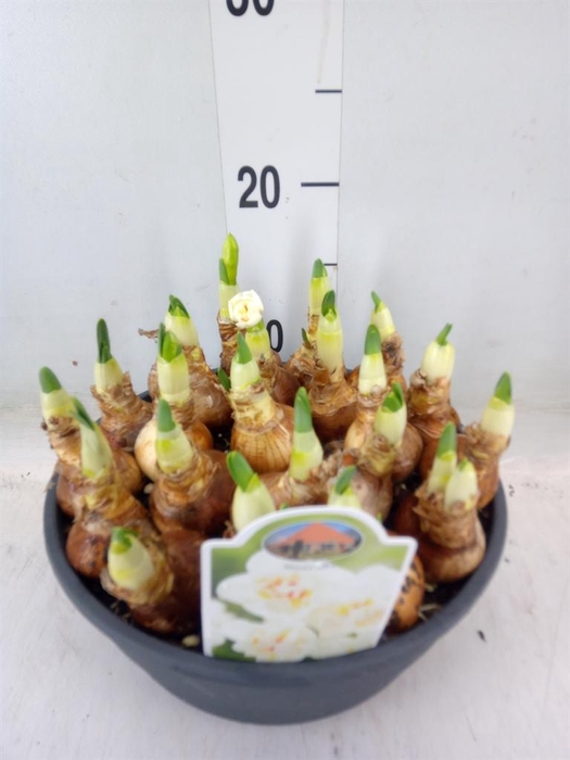 <h4>Narcissus DU 'Abba'</h4>